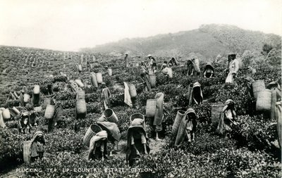 Chá de depena, propriedade rural, Ceilão, c.1900-1930 (foto a p/b) de Ltd. Ceylon Plâté