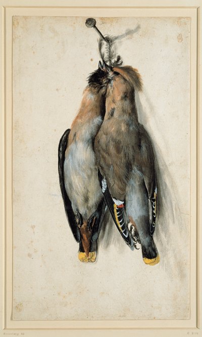 Dois Waxwings boêmios mortos de Lucas Cranach the Elder