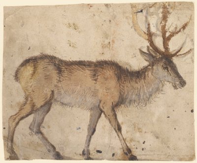 Estudo de um veado (frente); Estudo de cabras (verso) de Lucas Cranach the Elder