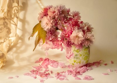 Flores de cerejeira cor-de-rosa de Ludmila Shumilova