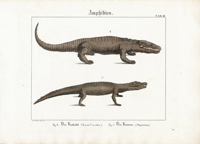 Crocodilo e jacaré de Ludwig Meyer