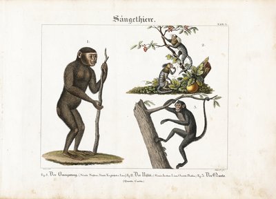 Primatas: Orangotango, sagui comum e macaco-aranha de Ludwig Meyer