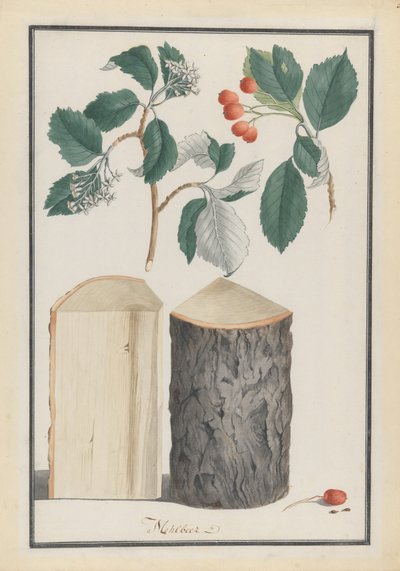 Estudo das folhas, flores, frutos e tronco de um Sorbus subgénero Sorbus Aria, 1788. de Ludwig Pfleger