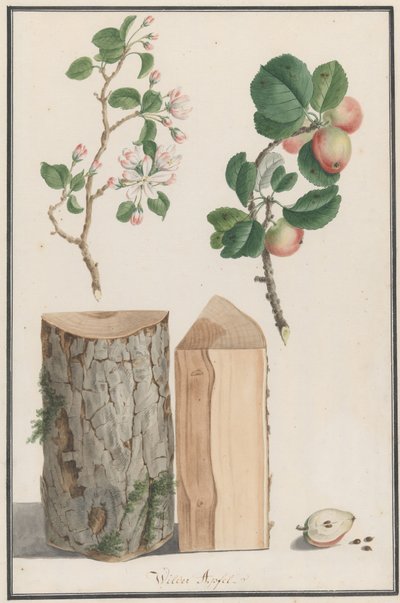 Estudo do tronco, flores e frutos de uma macieira silvestre Malus sylvestris, 1788. de Ludwig Pfleger