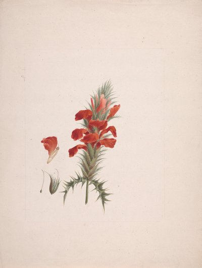 Acanthus Sennii Chiov. : desenho acabado com mais detalhes de Luigi Balugani