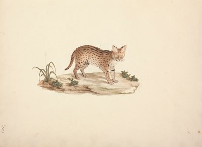 Gato selvagem africano ou Serval de Luigi Balugani