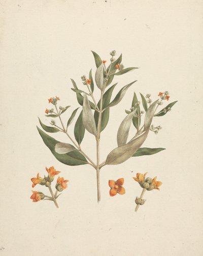 Avicennia marina (Forssk.) Vierh. (Mangue Branco): desenho acabado do rebento florido com detalhes de flores de Luigi Balugani