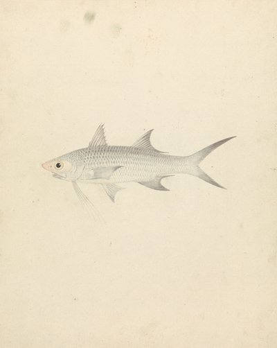 Binney: número um (um peixe) de Luigi Balugani