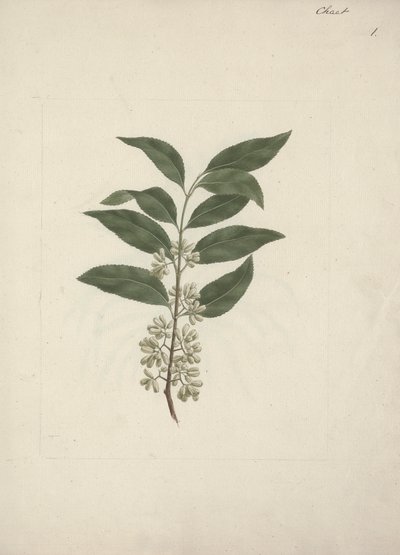 Catha edulis Forssk. (Khath): desenho acabado de Luigi Balugani