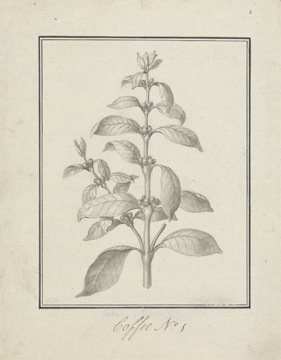 Coffea arabica L. (Café Arábica): desenho acabado de rebentos de folhas e bagas de Luigi Balugani