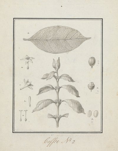 Coffea arabica L. (Café Arábica): desenho acabado de rebentos de folhas, com detalhes de flores, folhas e frutos de Luigi Balugani