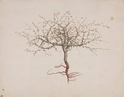 Commiphora gileadensis (L.) C. Chr. (Bálsamo de Gilead, Opobalsam): desenho acabado se o hábito da árvore (com raízes) de Luigi Balugani