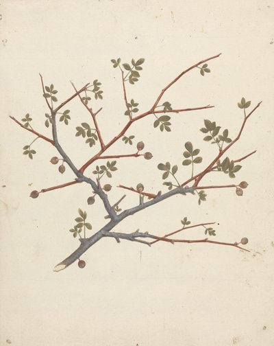 Commiphora gileadensis (L.) C. Chr. (Bálsamo de Gilead, Opobalsam): desenho acabado do ramo de frutificação de Luigi Balugani