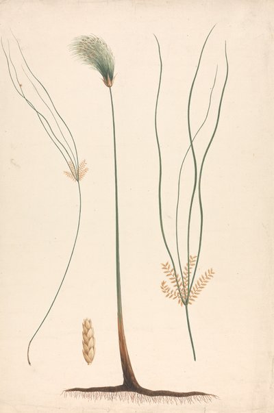 Cyperus papyrus L. (Papyrus Sedge): desenho acabado de vapor e cabeça de floração, com detalhes de inflorescência esquerda e direita de Luigi Balugani