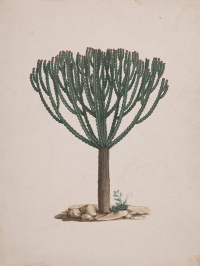 Euphorbia abyssinica J.F. Gmel. (Ethiopian Tree-Spurge): desenho acabado do hábito da árvore de Luigi Balugani