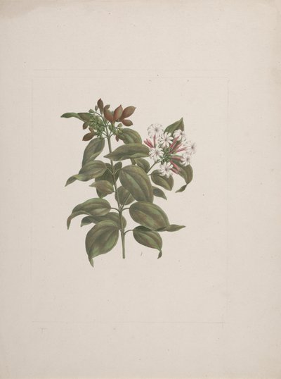 Jasminum dichotomun Vahl (jasmim africano): desenho acabado de Luigi Balugani