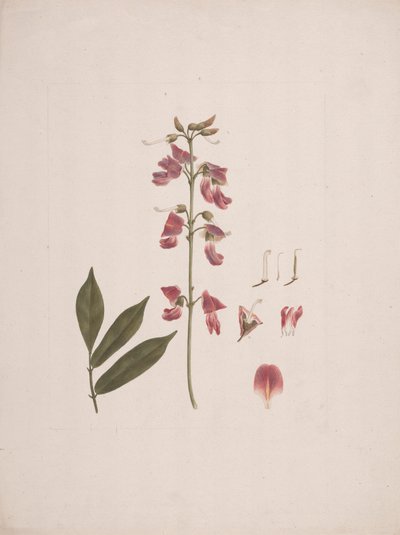 Millettia ferruginea (Hochst.) Baker: desenho acabado com alguns detalhes excluídos de Luigi Balugani