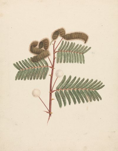 Mimosa pigra (L.): desenho acabado de Luigi Balugani