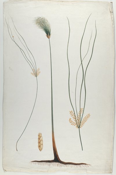 Papiro (Planta e Detalhe da Raiz), depois de James Abyssinian Bruce (1730-94) (wc sobre grafite sobre papel) de Luigi Balugani