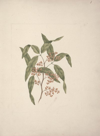 Rhus ? retinorrhoea Oliver: desenho acabado de Luigi Balugani