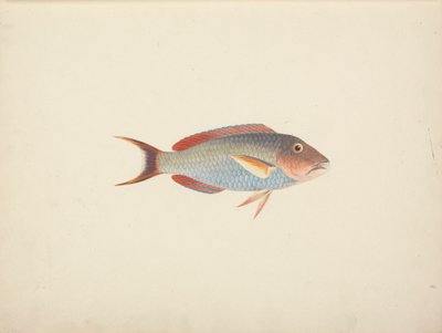 Peixes não identificados de Luigi Balugani