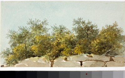Azeitonas, País da Ligúria (Aguarela, cerca de 1825) de Luigi Garibbo