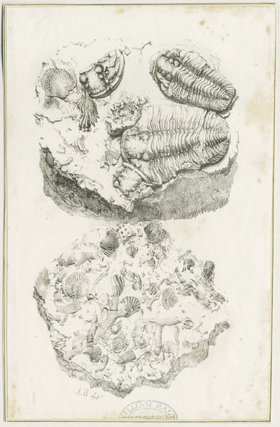Dudley - Fósseis: litografia, nd [c 1825] (imprimir) de Luke Booker