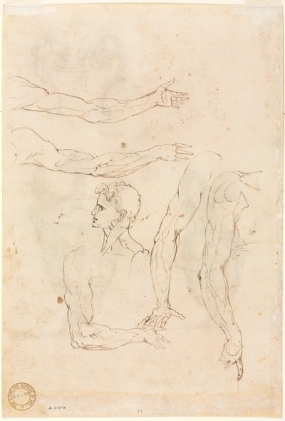 Esboços de cinco braços e um verso de cabeça, meados dos anos 1500. de Luzio Romano