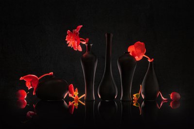 Flores carmesim e jarras pretas de Lydia Jacobs