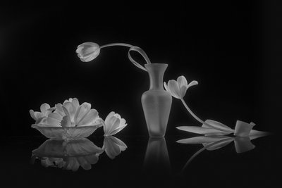 Elegantes tulipas pretas e brancas de Lydia Jacobs