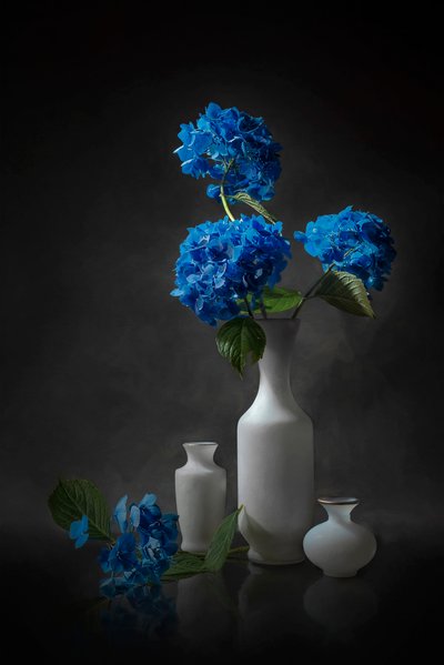 Elegantes hortênsias azuis de Lydia Jacobs