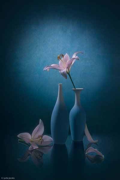 Elegantes lírios azuis de Lydia Jacobs