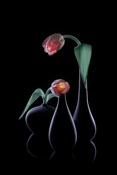 Elegantes túlipas luminosas de Lydia Jacobs