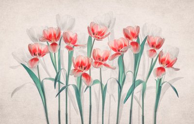 Tulipas cor-de-rosa etéreas de Lydia Jacobs