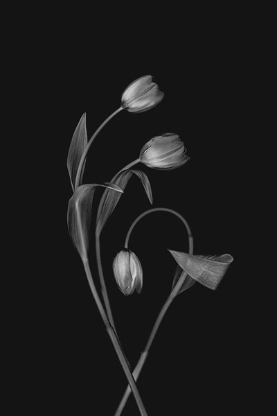 Graça monocromática das tulipas de Lydia Jacobs