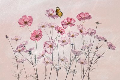 Borboleta-cosmos cor-de-rosa de Lydia Jacobs