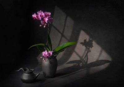 Elegância da orquídea na sombra de Lydia Jacobs