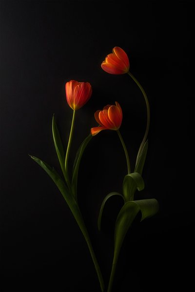 Tulipas vibrantes sobre fundo escuro de Lydia Jacobs