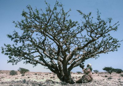 Homem que recolhe a resina de incenso, também conhecida como olíbano, de uma árvore Boswellia em Omã. de Lynn Abercrombie