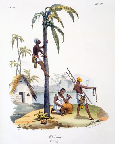 Um homem da casta Nadar escalando uma palmeira, 1827-35 de M.E. Burnouf