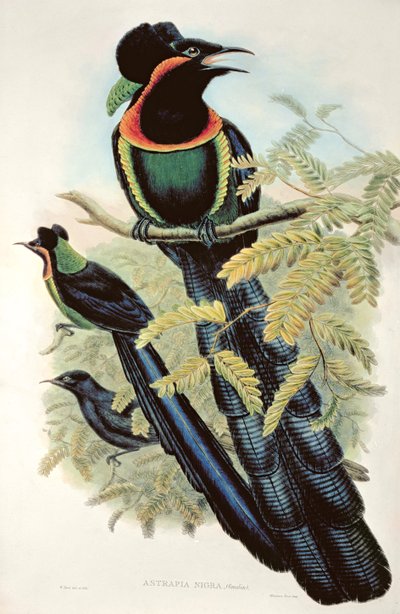 Arfak Astrapia, Astrapia Nigra - Ave do Paraíso de M. Hart