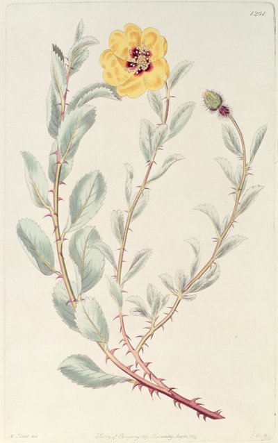 Rose: Persa do Registro Botânico, publicado em 1829 de M. Hart