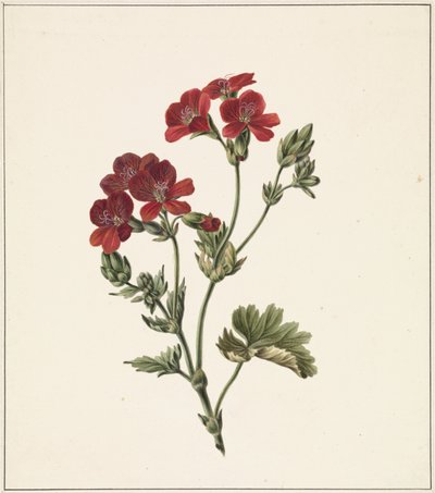 Flor vermelha de M. de Gijselaar