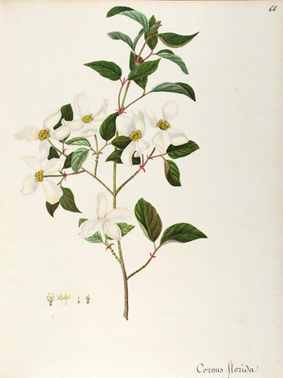 Cão de floração (Cornus florida), Cornaceae, pequena árvore ou arbusto nativo da América do Norte, aguarela de Maddalena Lisa Mussino