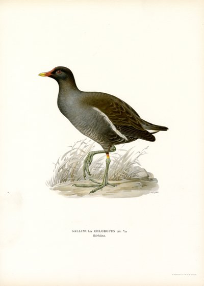 Moorhen comum (cor litho) de Magnus Ferdinand and Wilhelm von Wright
