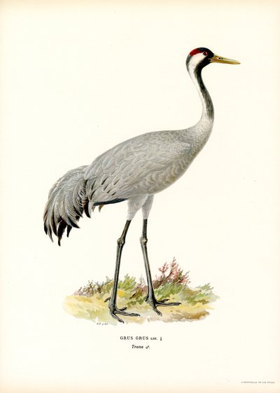Guindaste (cor litho) de Magnus Ferdinand and Wilhelm von Wright