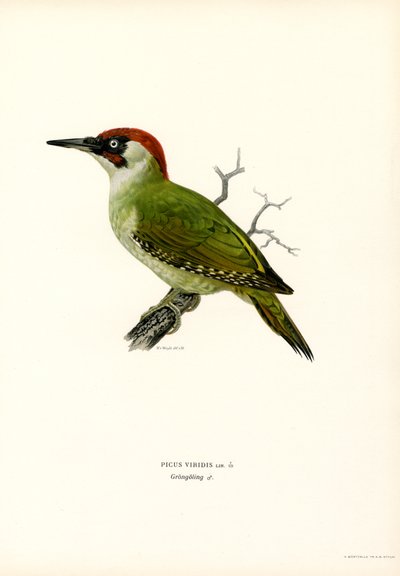 Pica-pau Verde (lito colorido) de Magnus Ferdinand and Wilhelm von Wright