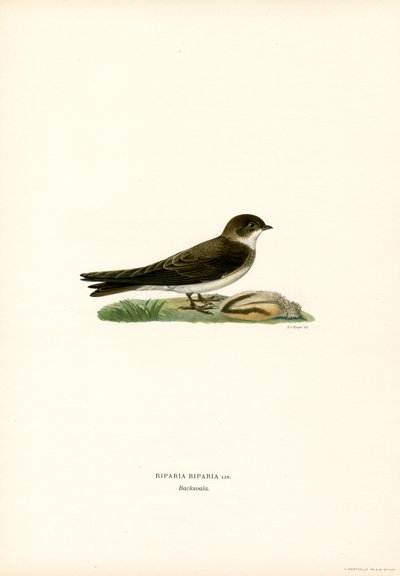 Martim de areia (cor litho) de Magnus Ferdinand and Wilhelm von Wright