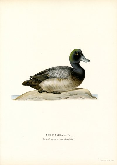American Scaup Duck (lito colorido) de Magnus Ferdinand and Wilhelm von Wright