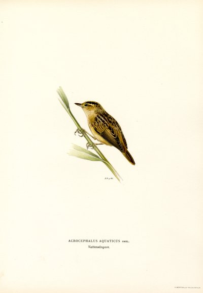 Toutinegra aquática (lito colorido) de Magnus Ferdinand and Wilhelm von Wright